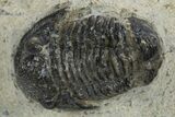 Detailed Gerastos Trilobite Fossil - Morocco #310270-1